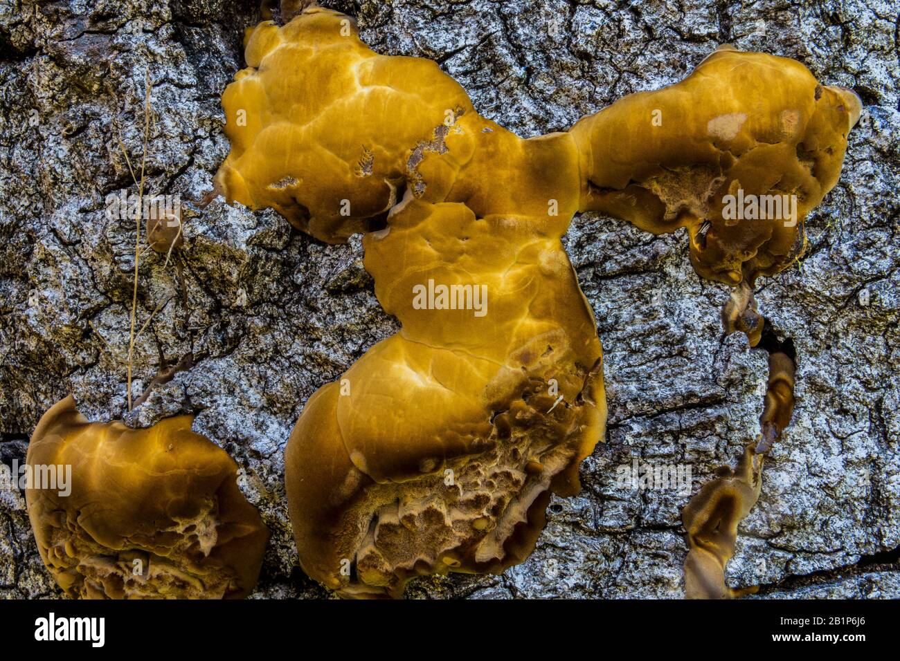 fungo vellutato che cresce su albero morto Foto Stock