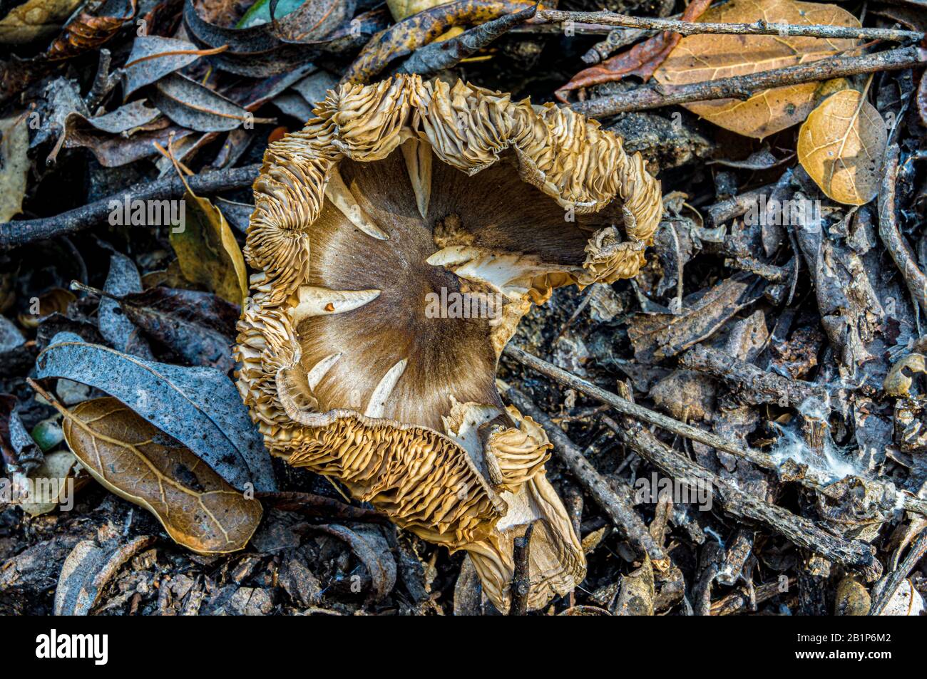 funghi selvatici dopo la pioggia Foto Stock