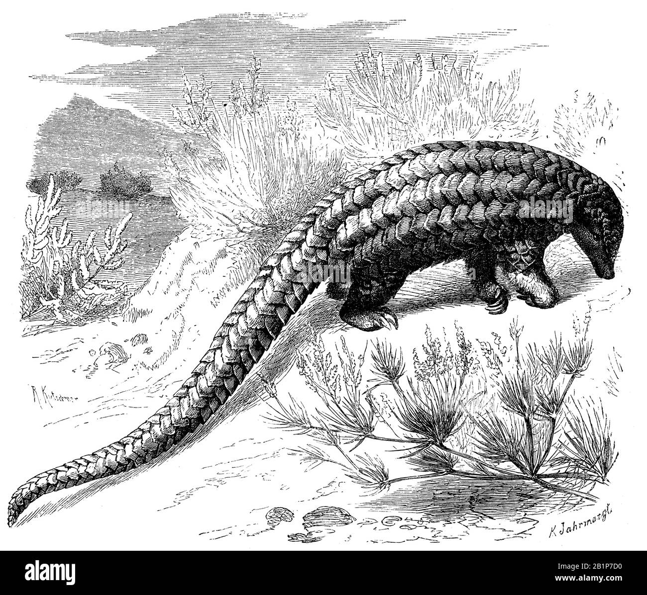 Pangolin, Manis tetradactyla, R[obert] Kretschmer und K. Jahrmargt (libro zoologico, 1870) Foto Stock