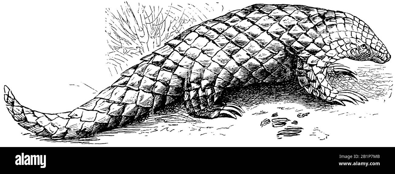 Pangolin, Manis javanica, anonym (libro zoologico, 1882) Foto Stock