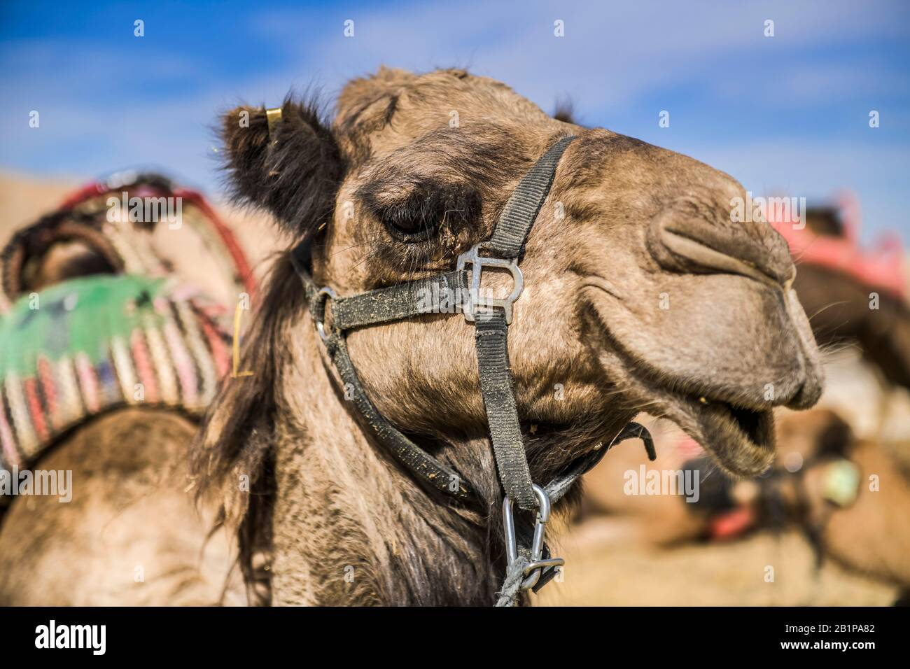 Kamel als Reittier rastet in der Negev-Wüste, Israele Foto Stock