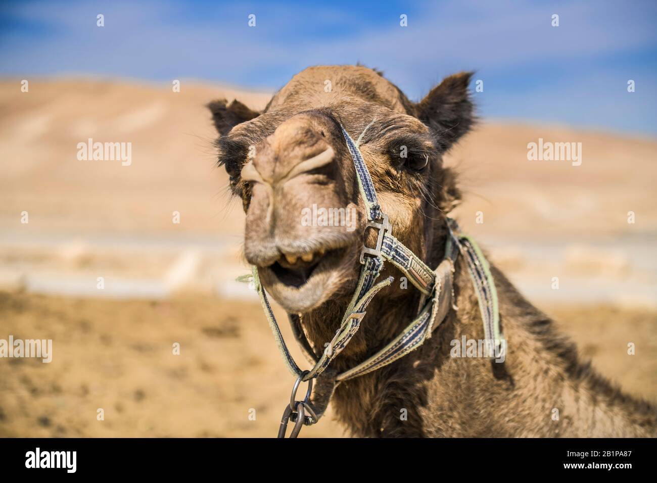 Kamel als Reittier rastet in der Negev-Wüste, Israele Foto Stock