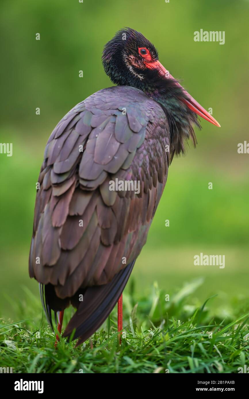 Black Stork - Ciconia nigra, bellissimo uccello acquatico iconico dalle acque fresche europee, Hortobagy, Ungheria. Foto Stock