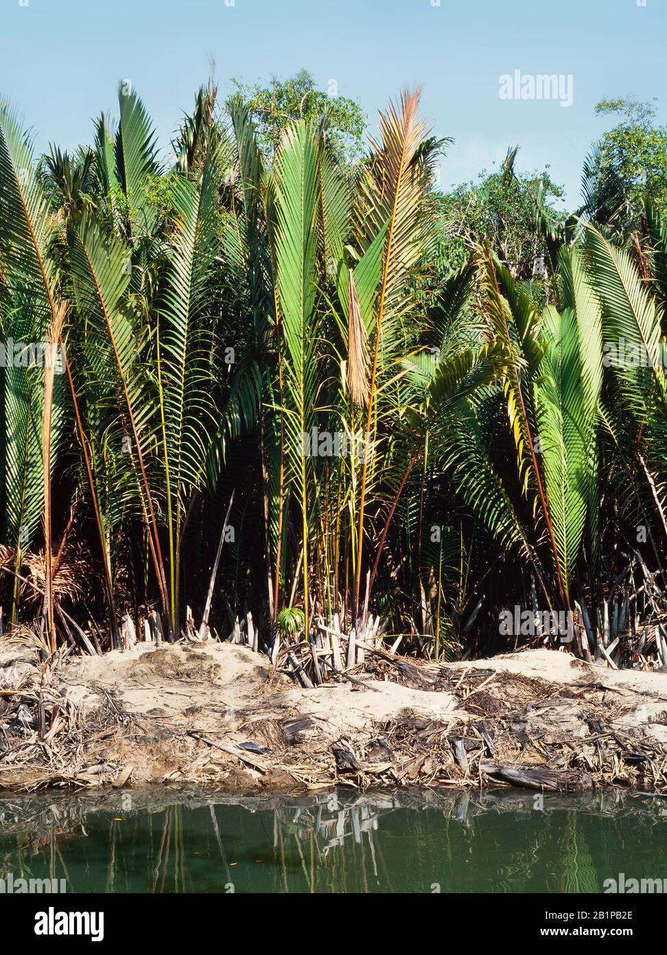 Palme da mangrovie, Nypa sp. Trengganu, Malesia Foto Stock