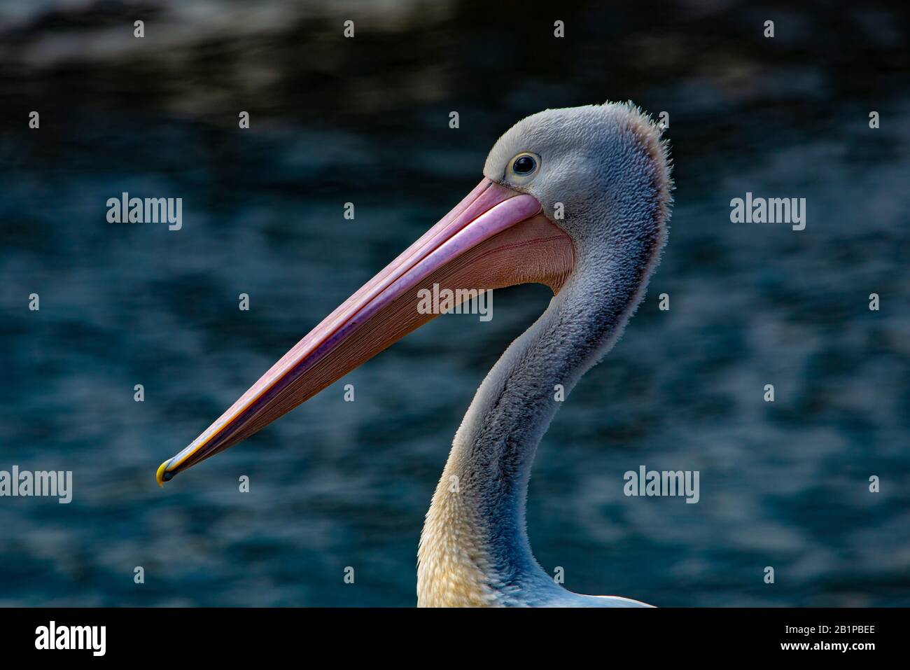 Pelican, Pelecanus cospicillatus, a Bateman's Bay, Australia Foto Stock