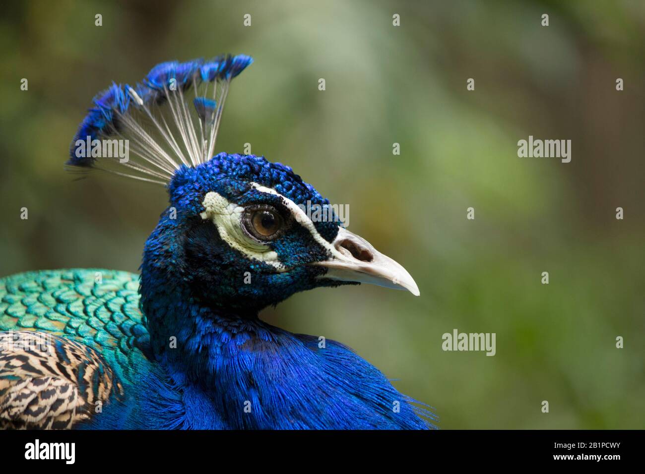 Uccelli Selvatici Indiani, Paco Cristatus, Il Parco Degli Uccelli, Sunway Lagoon, Petaling Jaya, Malesia Foto Stock