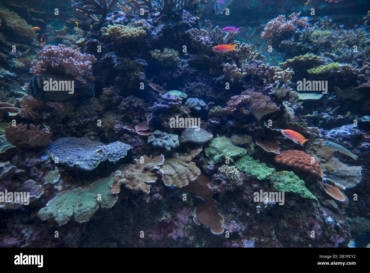 4 Aprile 2019, Sentosa Island, Singapore. S.E.A. Acquario con coralli e pesci al Resorts World Sentosa, Isola di Sentosa Foto Stock