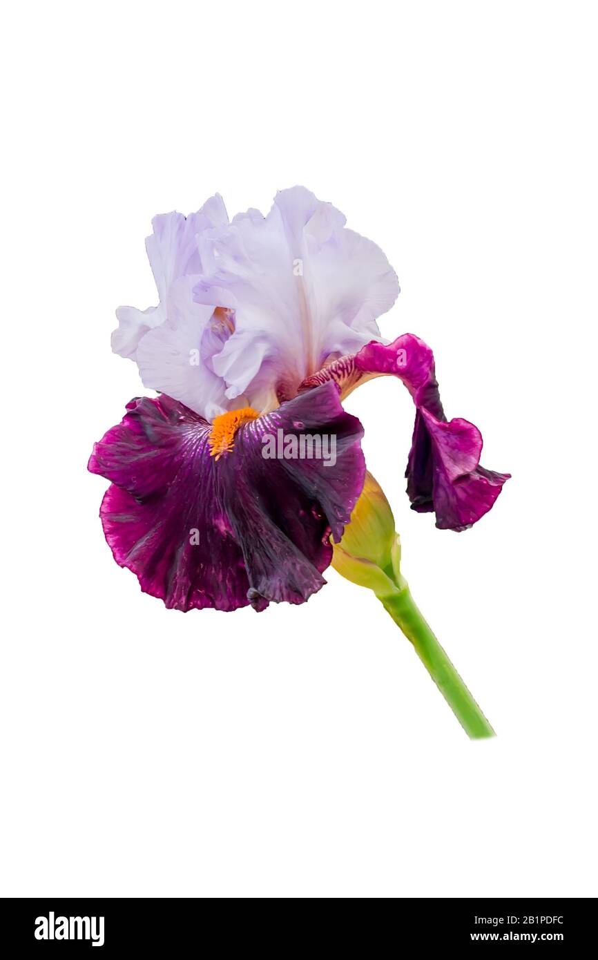 due iris colorato isolato su bianco Foto Stock