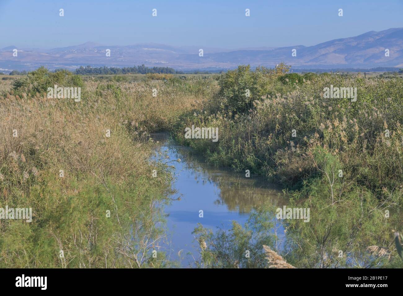 Sümpfe, Naturschutzgebiet Hula, Israele Foto Stock