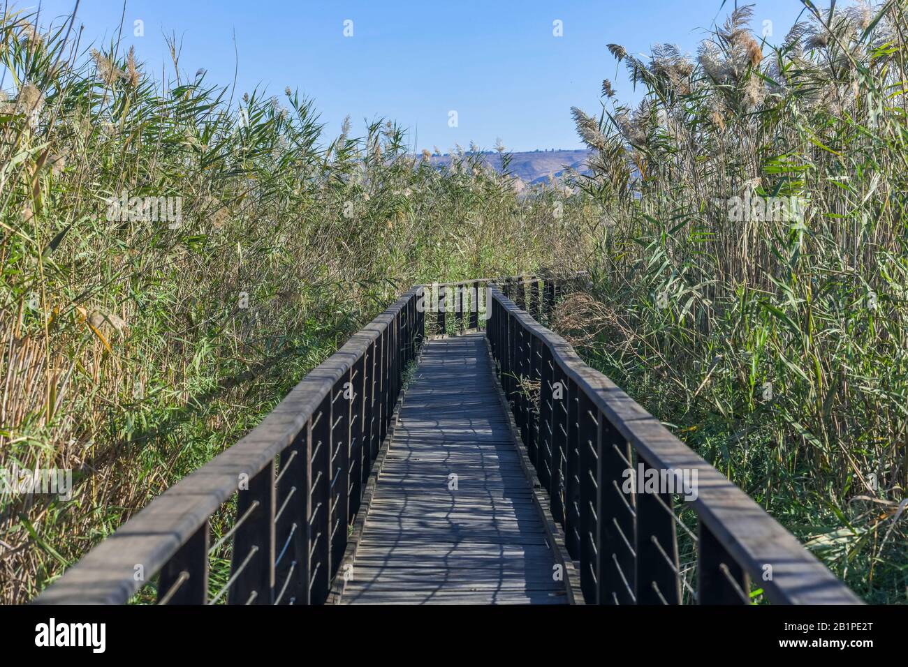 Holzstege Zur Vogelbeobachtung, Naturschutzgebiet Hula, Israele Foto Stock