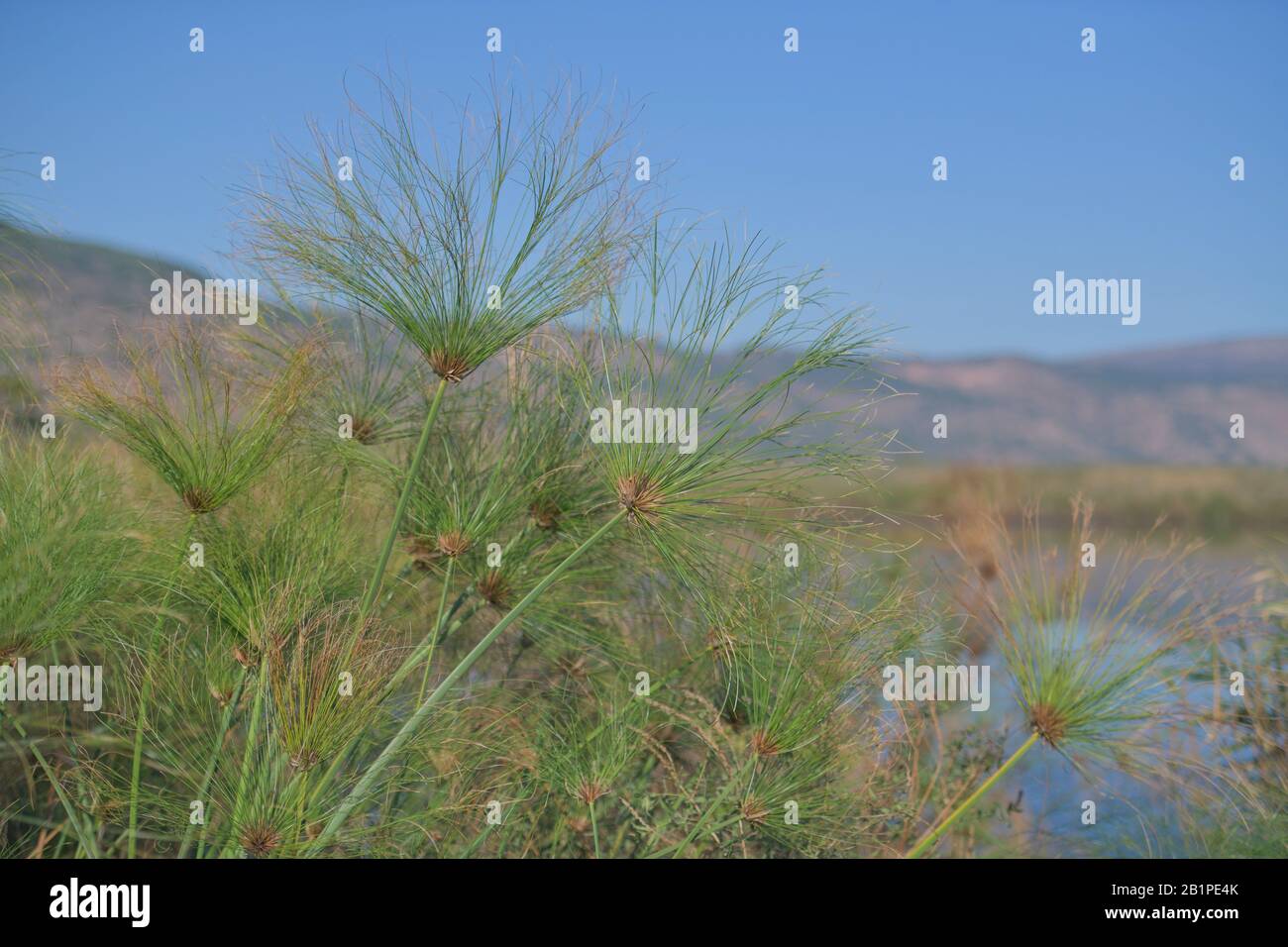 Papyruspflanze (Cyperus Papyrus) Sümpfe, Naturschutzgebiet Hula, Israele Foto Stock