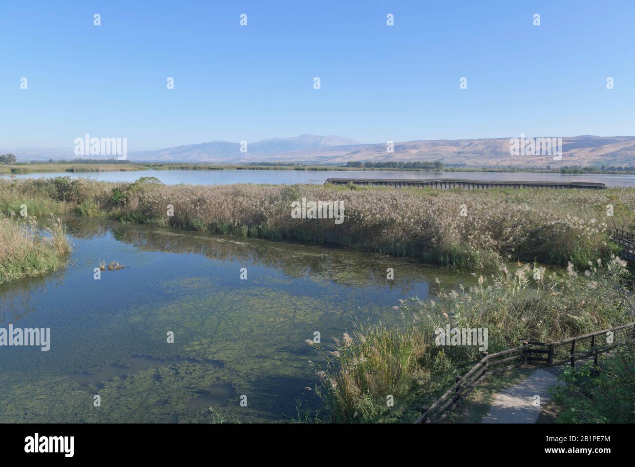 Sümpfe, Naturschutzgebiet Hula, Israele Foto Stock