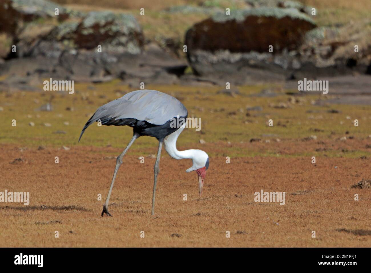 Wattled Crane nelle montagne di Bale Etiopia Foto Stock
