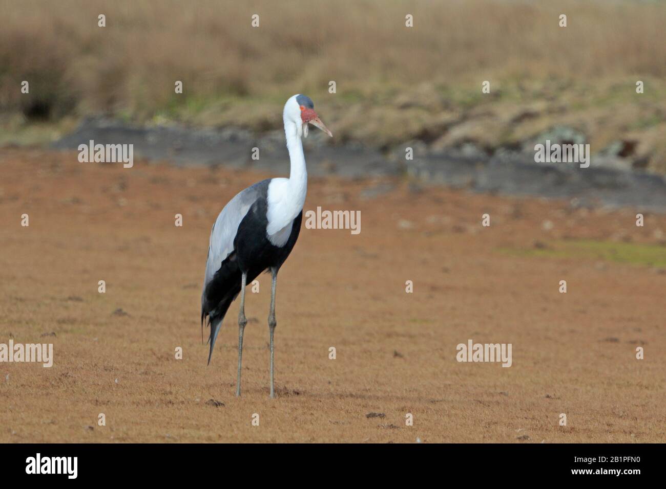 Wattled Crane nelle montagne di Bale Etiopia Foto Stock