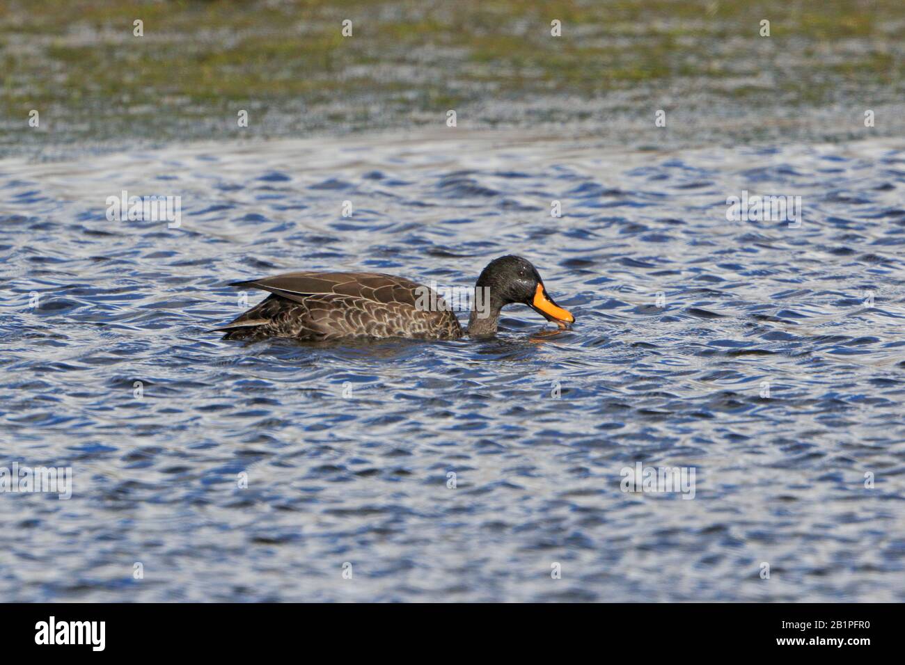 Duck giallo-fatturati nuotare su uno stagno nelle montagne di Bale Etiopia Foto Stock