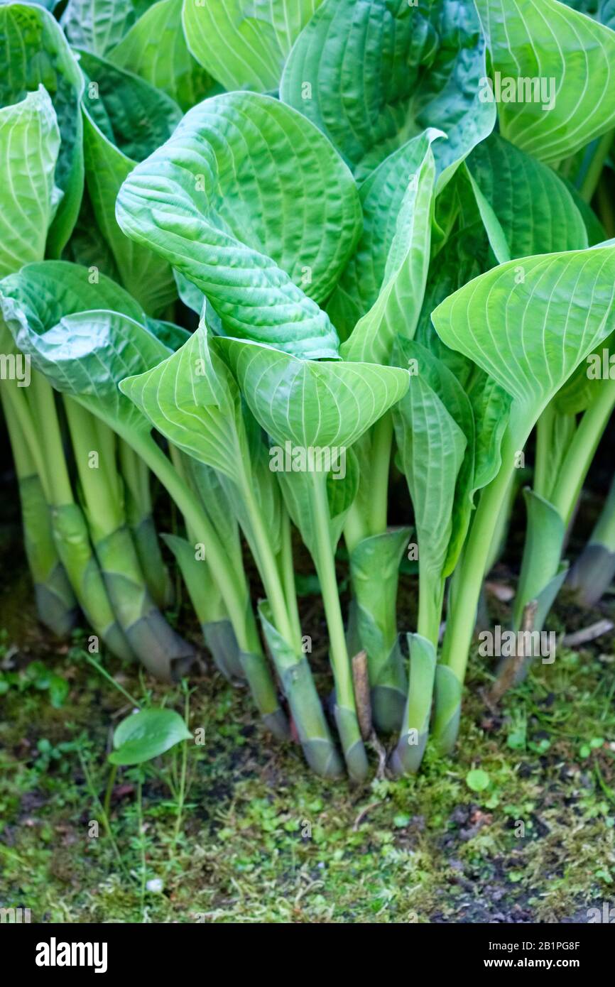 Nuova crescita primaverile di Hosta Sieboldiana Anticipazione conosciuta anche come Hosta glauca, gigante blu hosta, giglio plantain Foto Stock