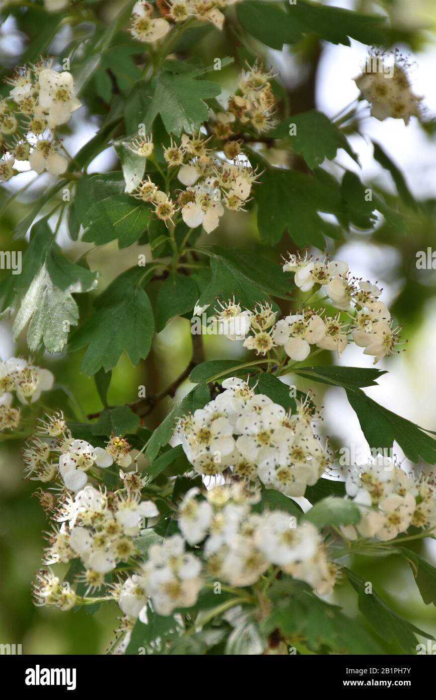 Fiori bianchi e foglie verdi su un ramo. Fiori di primavera Foto Stock