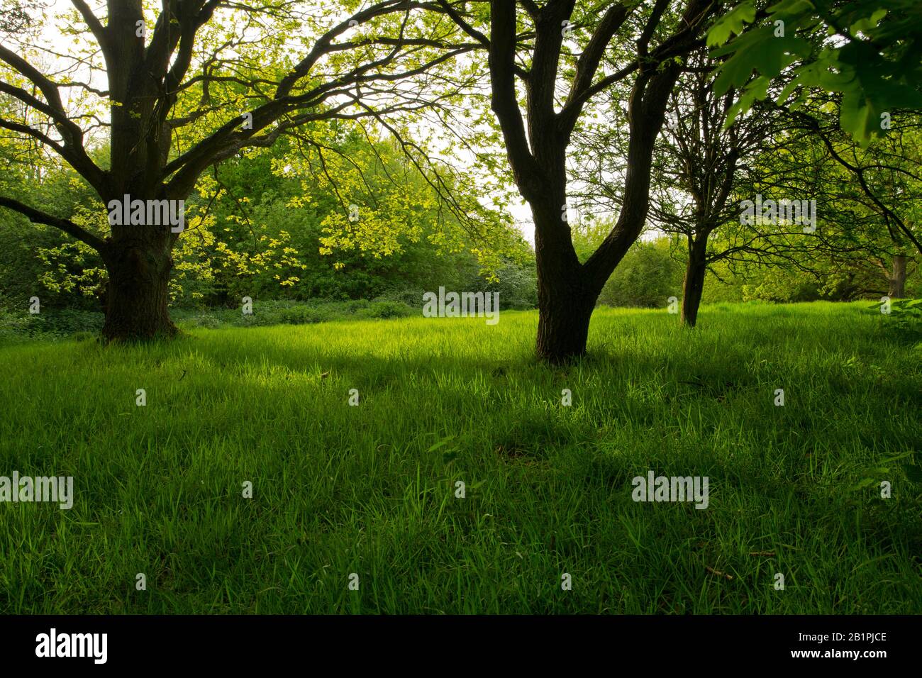 Un legno deciduo maturo in primavera o all'inizio dell'estate Foto Stock