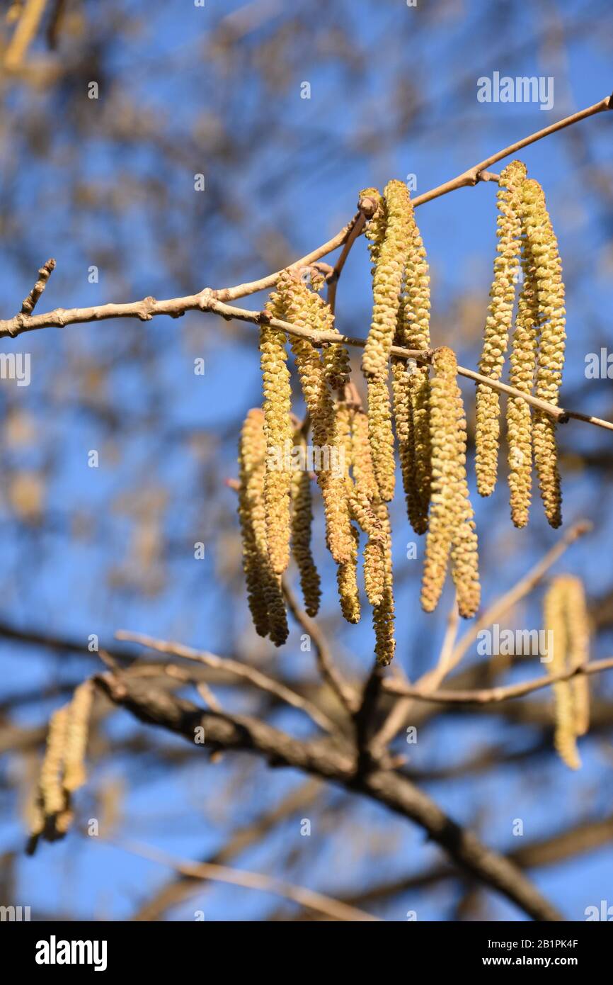 Un gruppo di fiori di nocciola pendenti in primavera Foto Stock