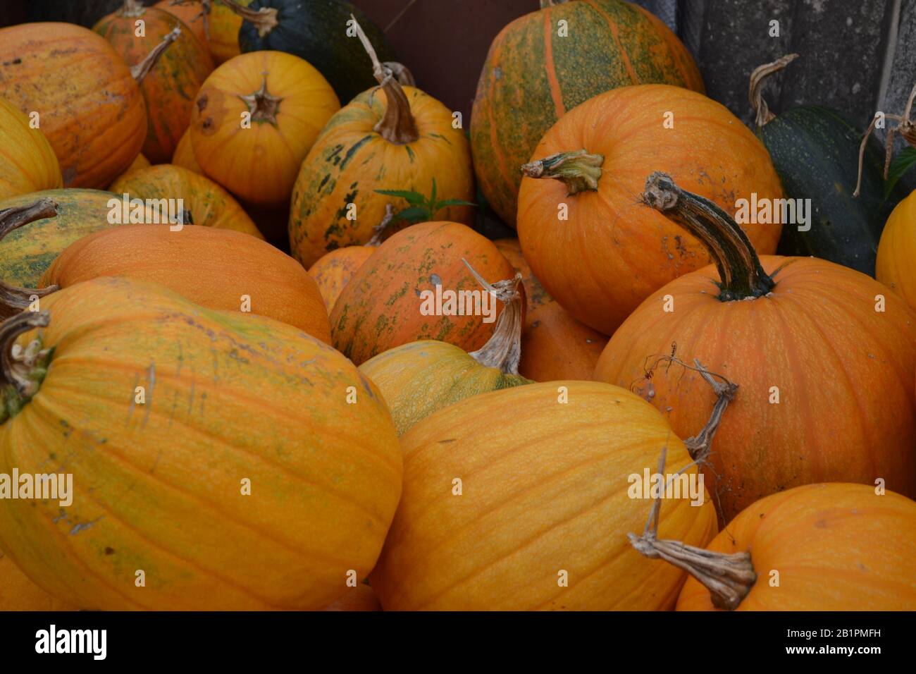 Cucurbita. Zucche gialle. Foto orizzontale Foto Stock