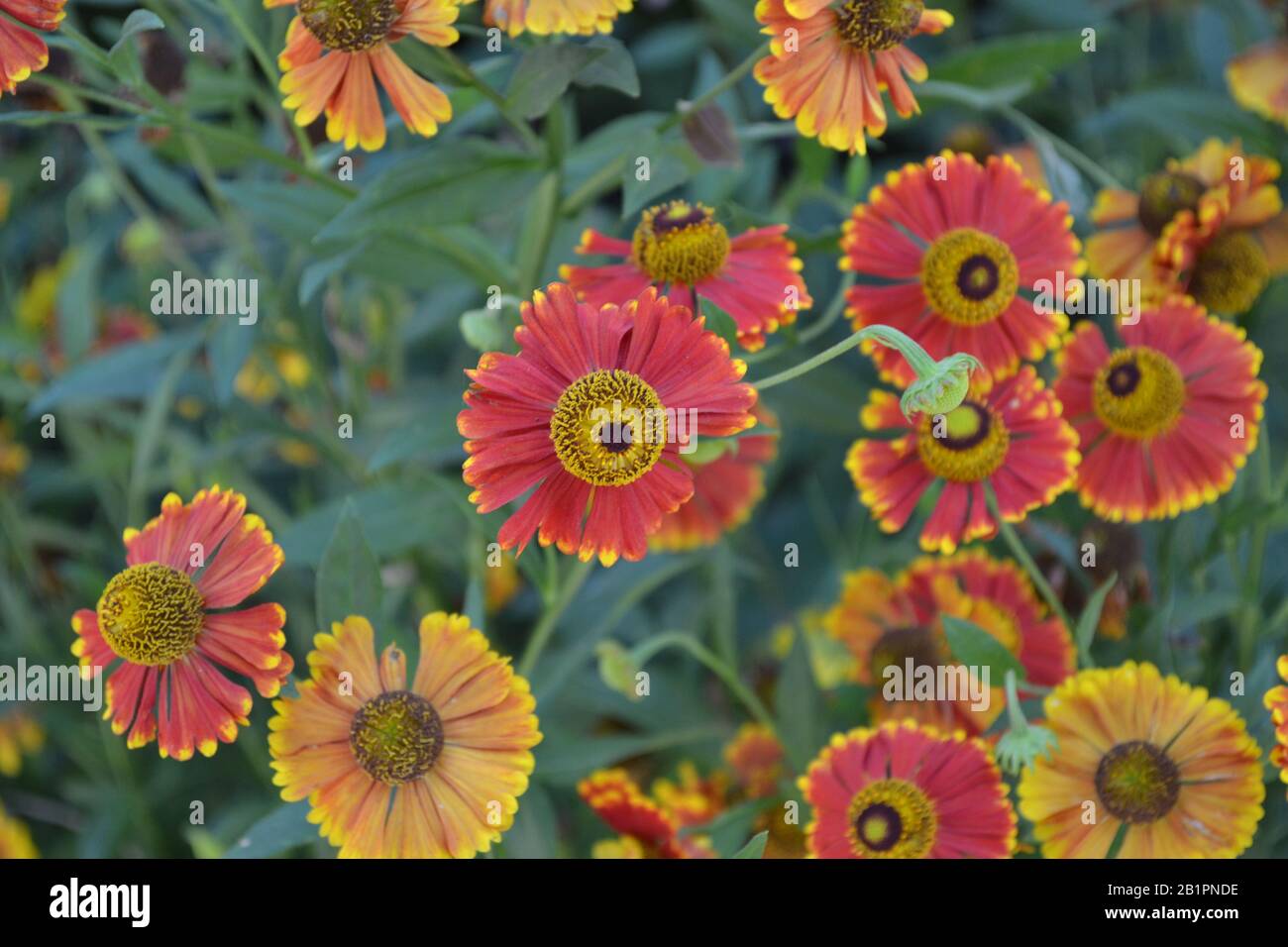 Helenium Konigstiger. Selenio. Helenium autumnale. Bush Di Helenium. Foglie verdi. Bellissimi fiori luminosi. Orizzontale Foto Stock