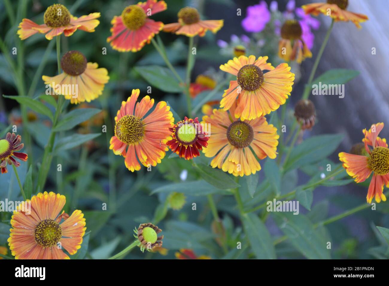 Helenium Konigstiger. Selenio. Helenium autumnale. Bush Di Helenium. Foglie verdi. Bellissimi fiori. Orizzontale Foto Stock