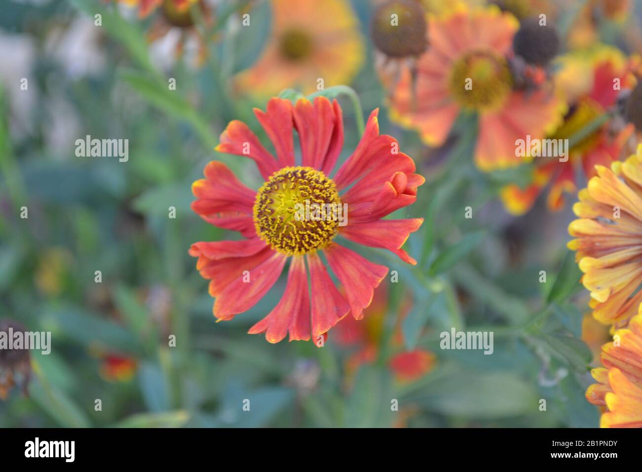 Helenium Konigstiger. Selenio. Helenium autumnale. Bush Di Helenium. Verde. Orizzontale Foto Stock