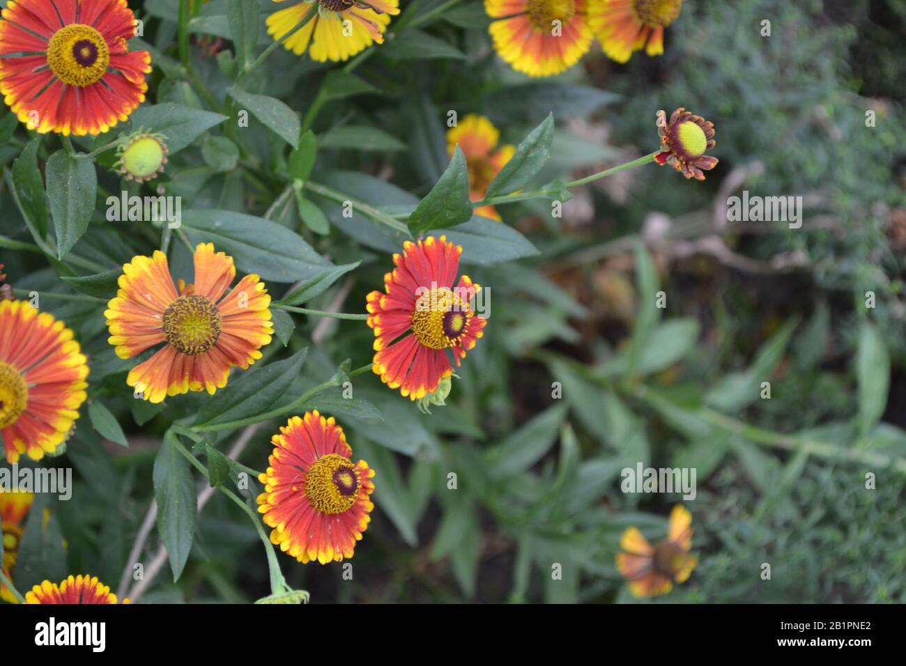 Helenium Konigstiger. Selenio. Helenium autumnale. Bush Di Helenium. Foglie verdi. Bellissimi fiori luminosi. Perennials. Fioritura lunga. Planimetrica Foto Stock