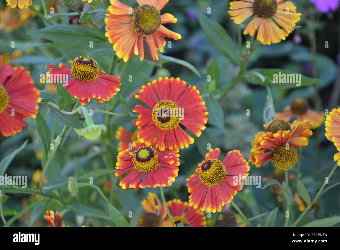 Helenium Konigstiger. Selenio. Helenium autumnale. Bush Di Helenium. Foglie verdi. Bellissimi fiori. Foto orizzontale Foto Stock