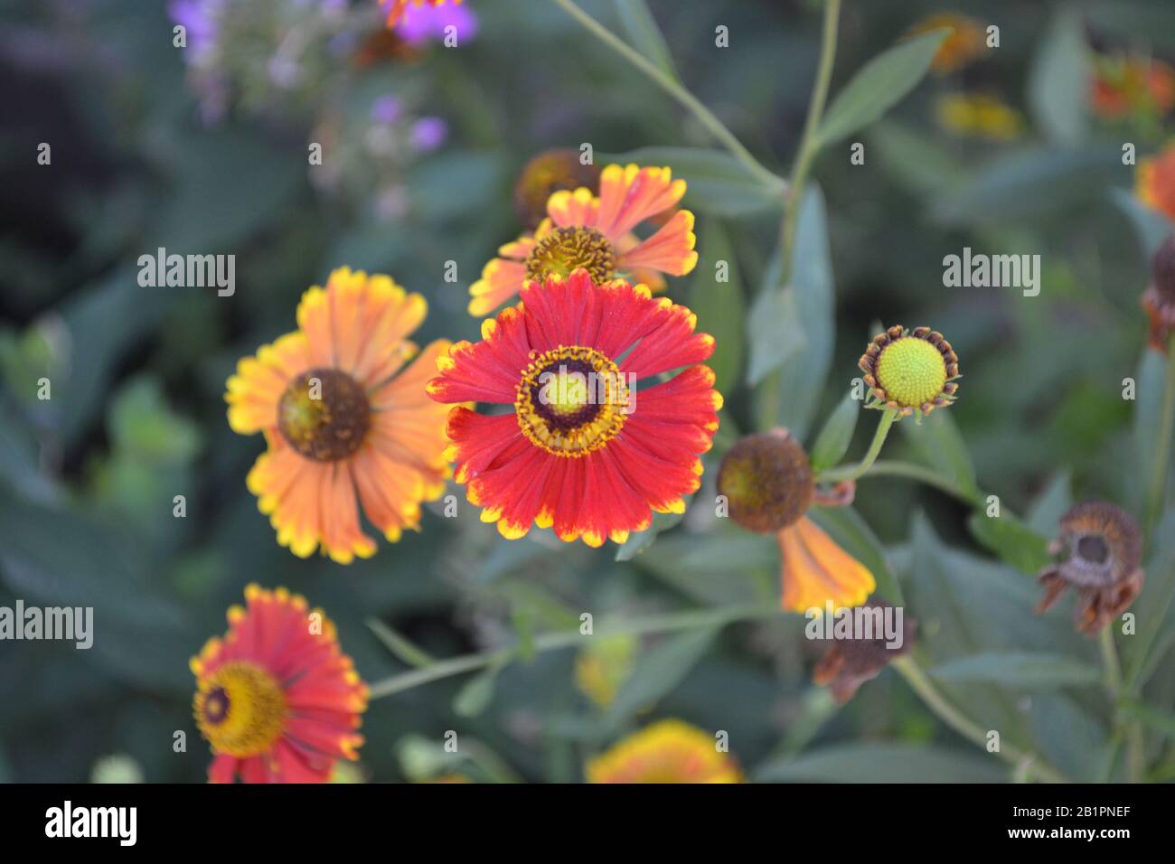Helenium Konigstiger. Selenio. Helenium autumnale. Bush Di Helenium. Foglie verdi. Bellissimi fiori luminosi. Foto orizzontale Foto Stock