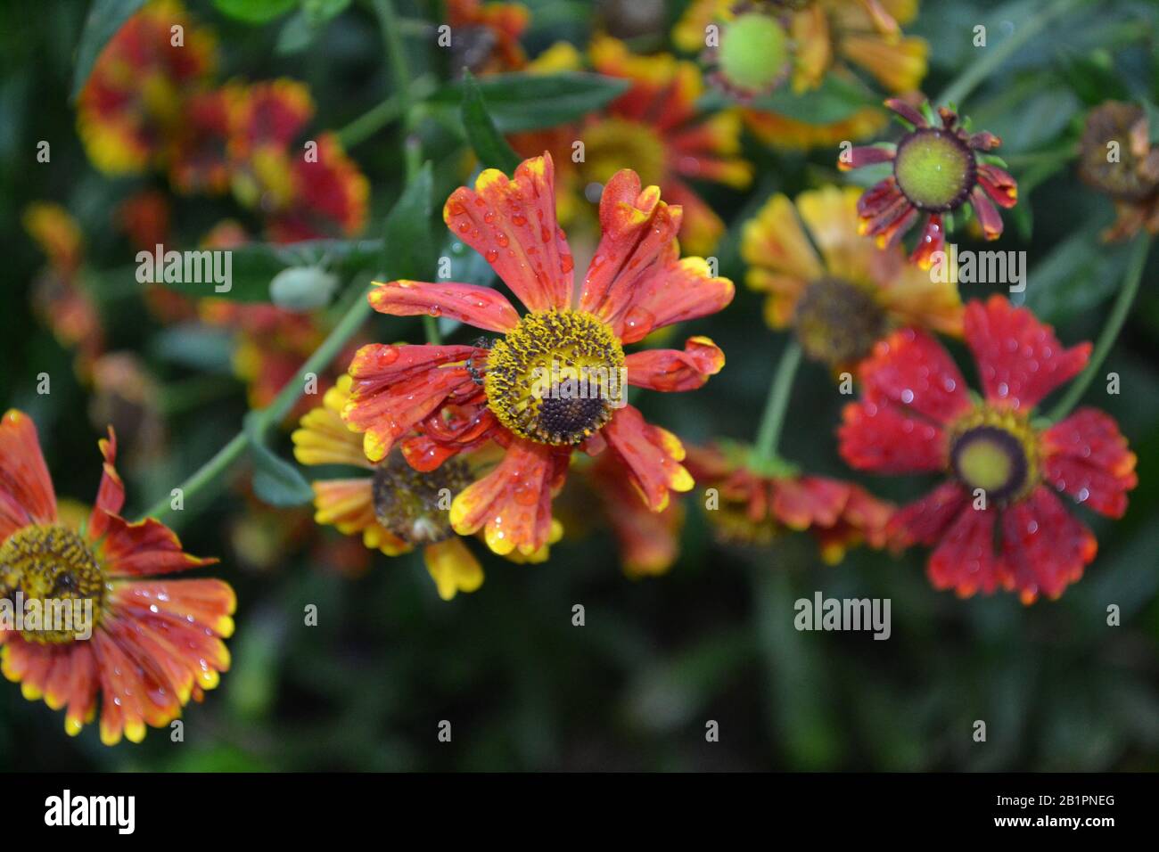 Selenio. Helenium Konigstiger. Helenium autumnale. Bush Di Helenium. Foglie verdi. Bellissimi fiori luminosi. Perennials. Pianta a lunga fioritura. Orizzontale Foto Stock
