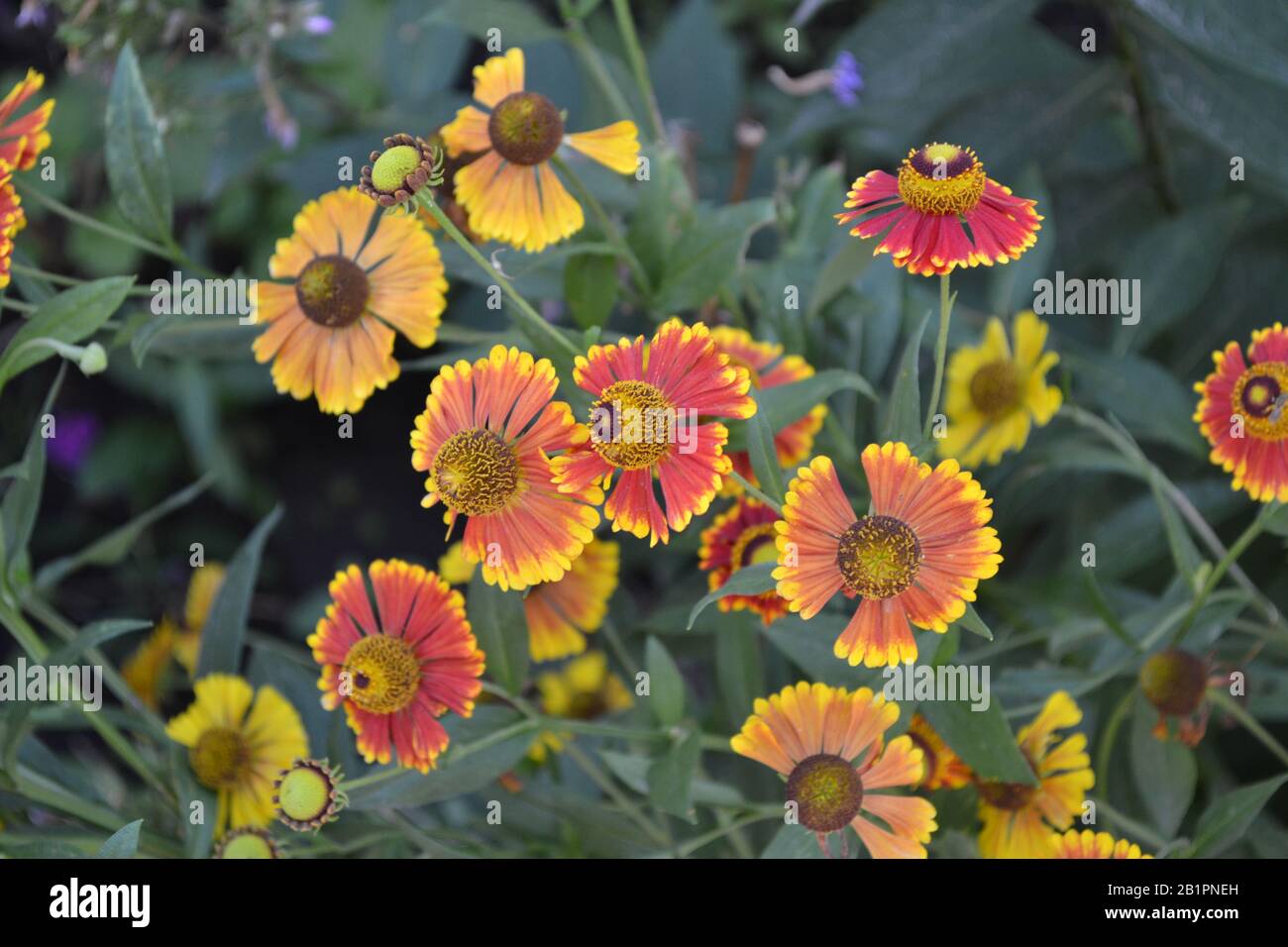 Helenium Konigstiger. Selenio. Helenium autumnale. Bush Di Helenium. Foglie verdi. Bellissimi fiori luminosi. Perennials. Foto orizzontale Foto Stock