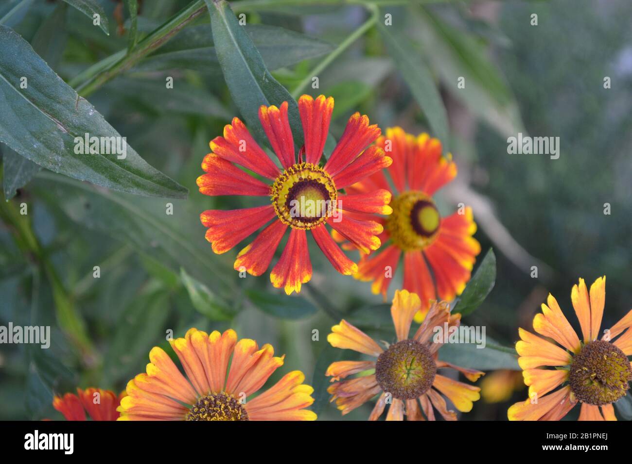 Helenium Konigstiger. Selenio. Helenium autumnale. Bush Di Helenium. Verde. Foto orizzontale Foto Stock