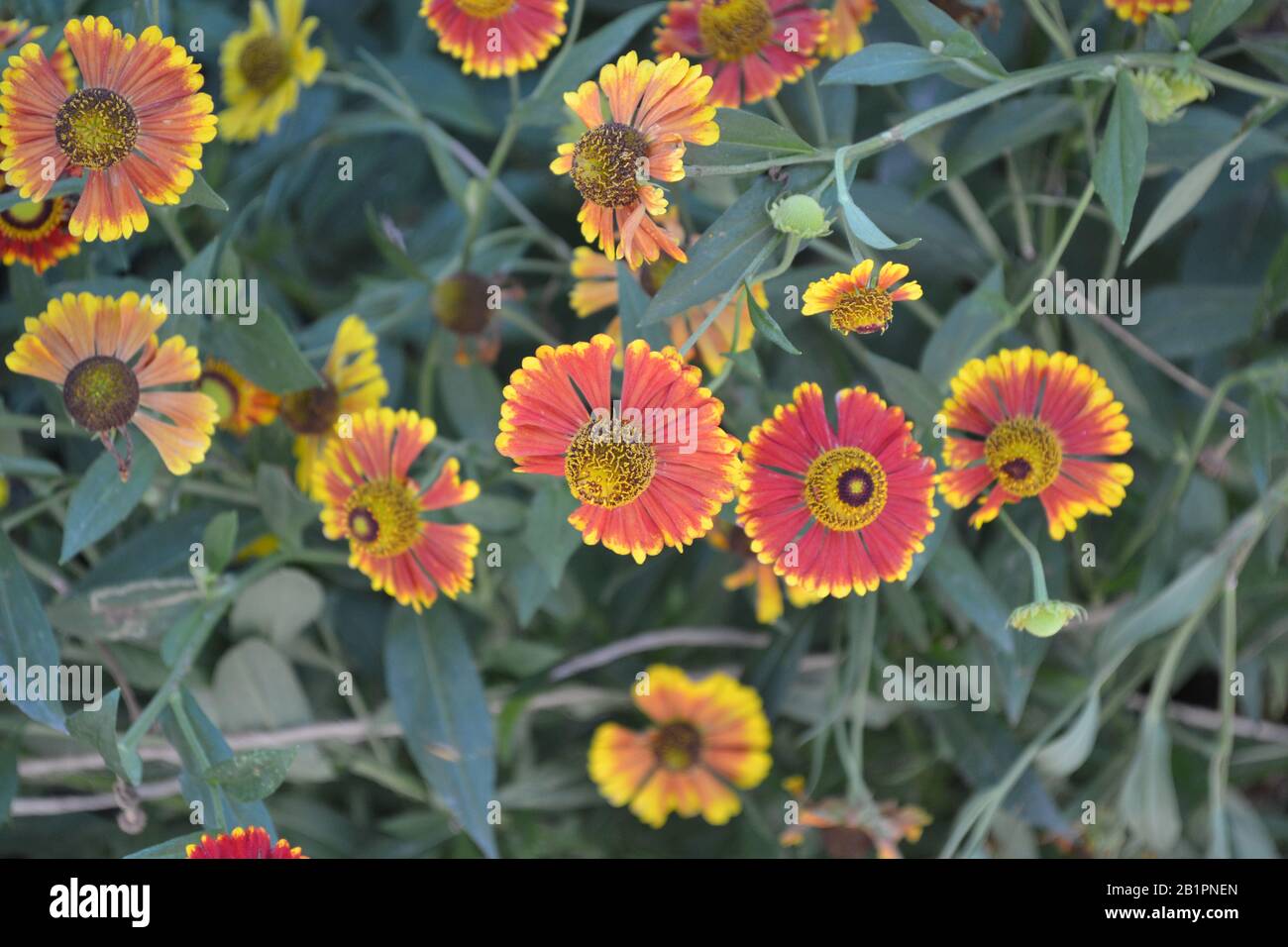 Helenium Konigstiger. Selenio. Helenium autumnale. Bush Di Helenium. Foglie verdi. Bellissima. Foto orizzontale Foto Stock