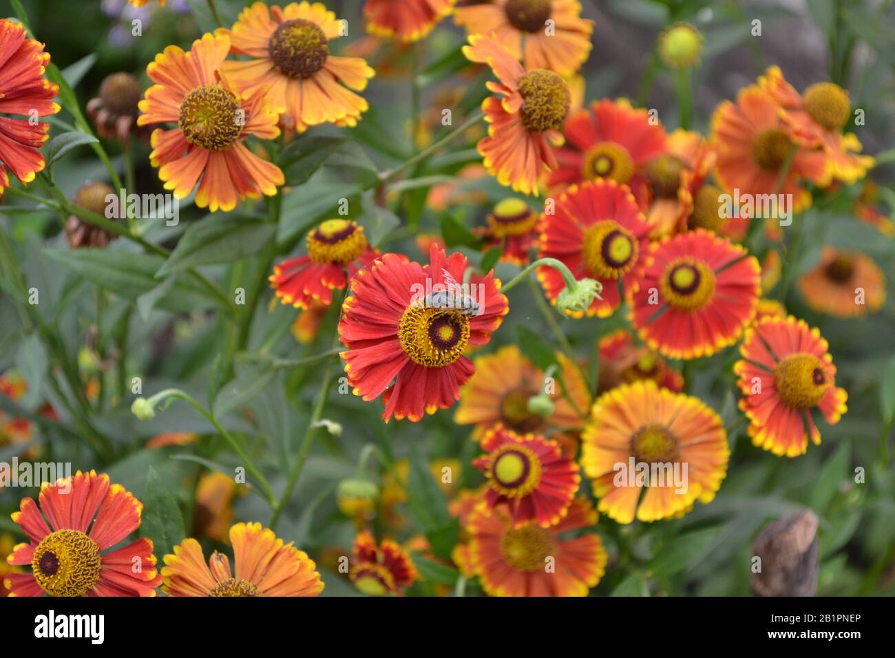 Selenio. Helenium Konigstiger. Helenium autumnale. Bush Di Helenium. Foglie verdi. Bellissimi fiori luminosi. Perennials. Pianta a lunga fioritura. Orizzontale Foto Stock