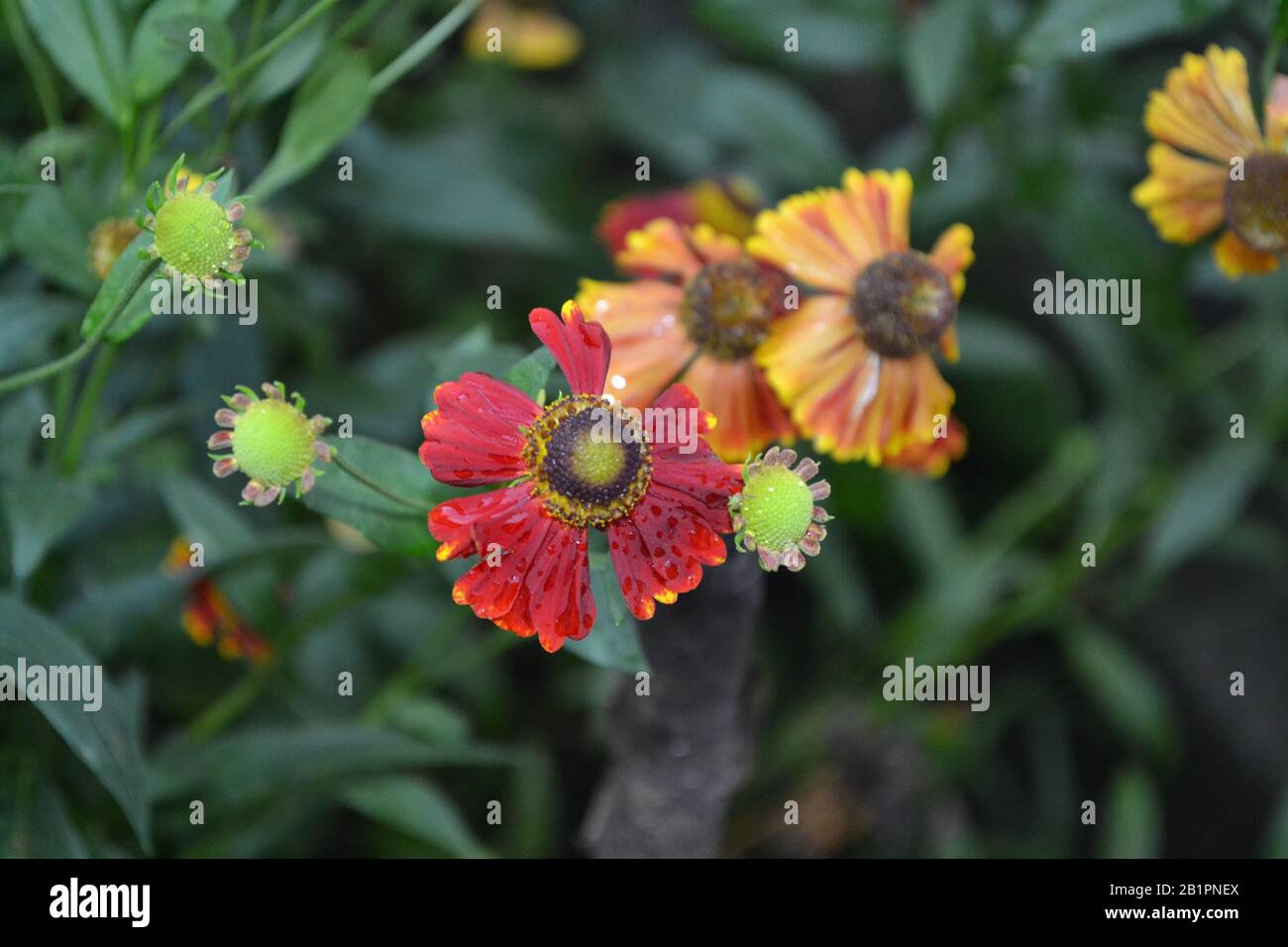 Selenio. Helenium Konigstiger. Helenium autumnale. Bush Di Helenium. Foglie verdi. Bellissimi fiori luminosi. Perennials. Pianta a lunga fioritura. Estate. H Foto Stock