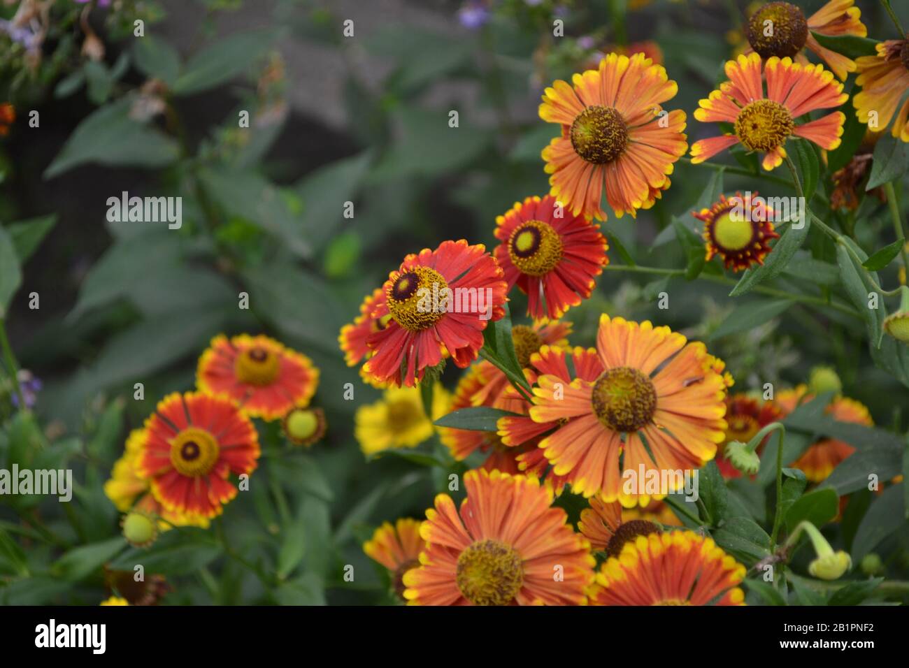 Selenio. Helenium Konigstiger. Helenium autumnale. Bush Di Helenium. Foglie verdi. Bellissimi fiori luminosi. Orizzontale Foto Stock