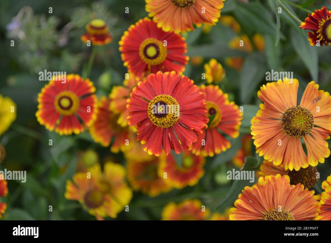 Helenium Konigstiger. Selenio. Helenium autumnale. Bush Di Helenium. Foglie verdi. Bellissimi fiori luminosi. Perennials. Pianta a lunga fioritura. Orizzontale Foto Stock