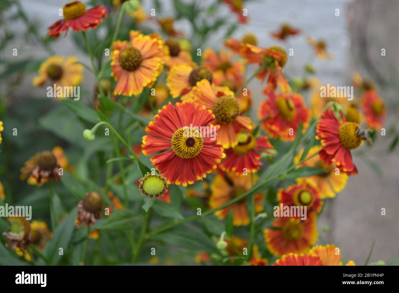 Selenio. Helenium Konigstiger. Helenium autumnale. Bush Di Helenium. Foglie verdi. Bellissimi fiori. Orizzontale Foto Stock