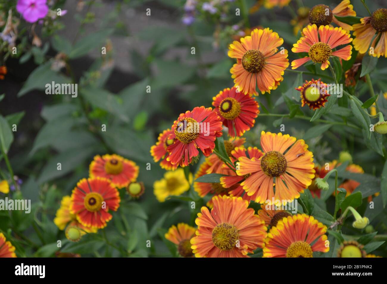 Selenio. Helenium Konigstiger. Helenium autumnale. Bush Di Helenium. Foglie verdi. Bellissimi fiori. Foto orizzontale Foto Stock