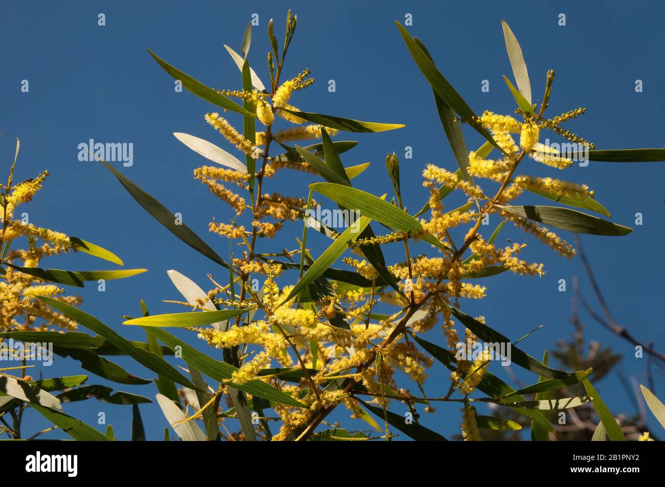 Sydney Australia, fiori gialli luminosi di acacia auriculiformis albero, anche noto come auri, foglie di terra acacia, lacrima wattle o nero settentrionale wattle Foto Stock