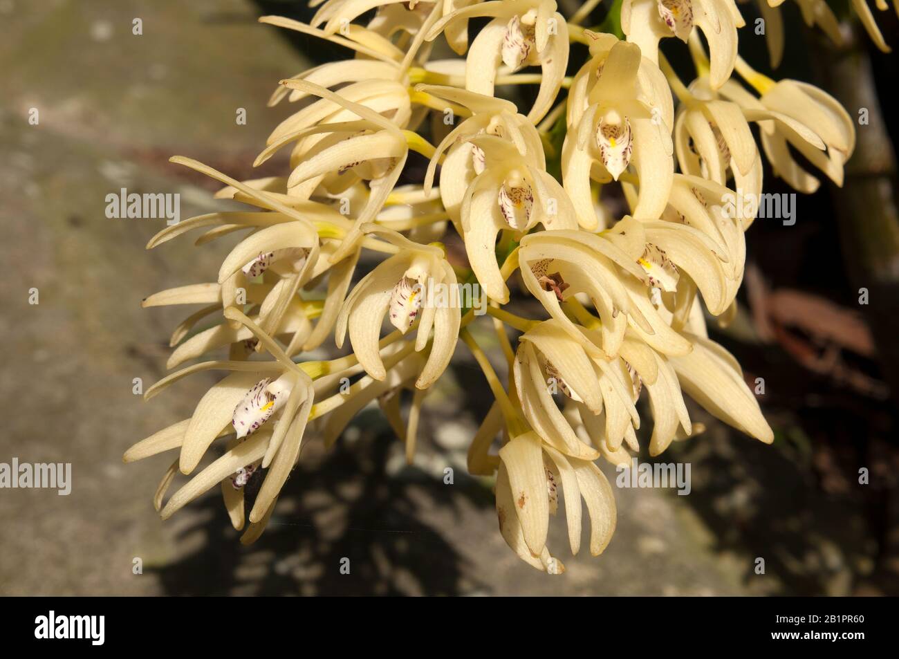 Sydney Australia, giallo fioritura Dendrobium speciosum o Sydney roccia orchidea Foto Stock