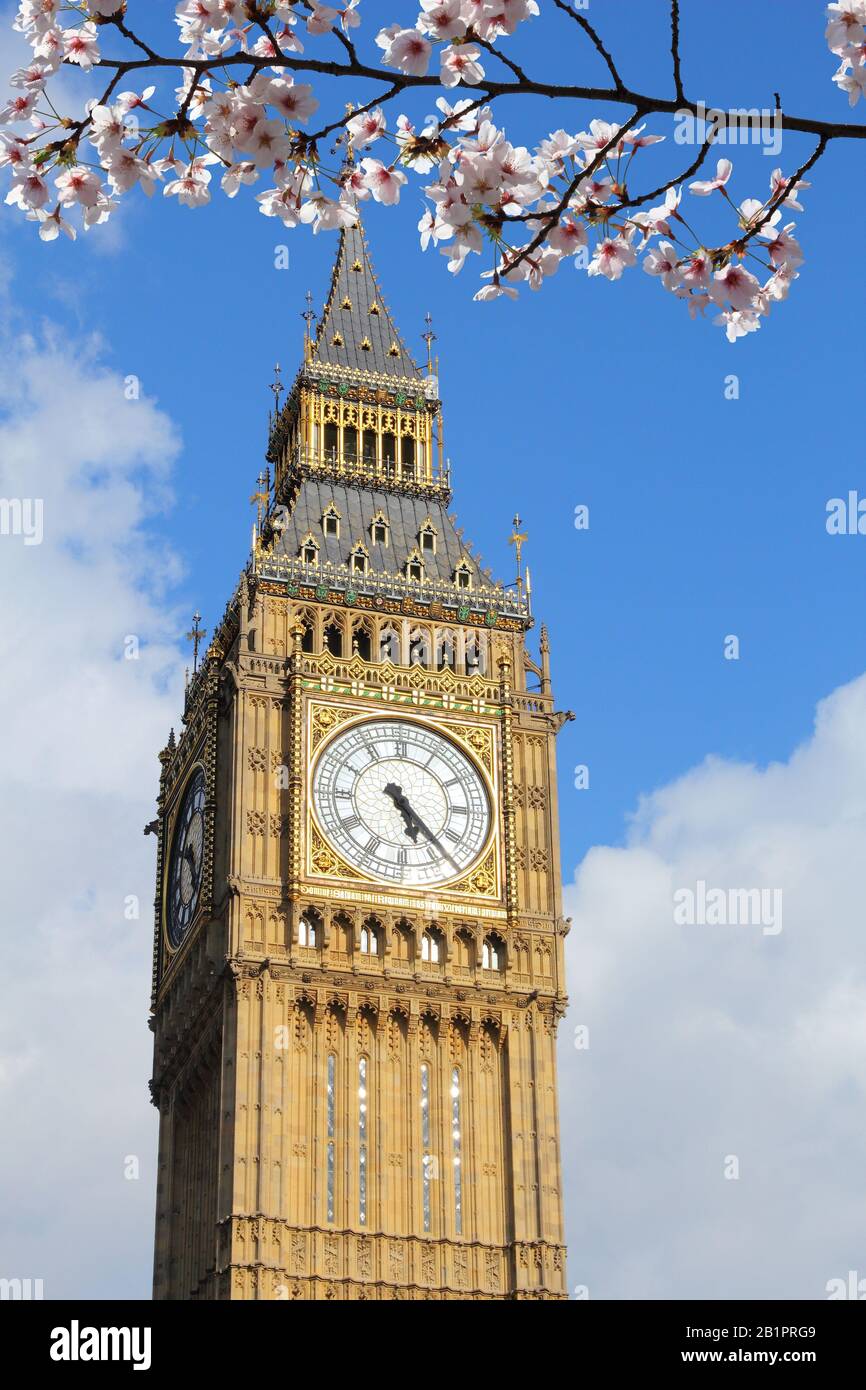Big ben torre dell'orologio - punto di riferimento di Londra, Regno Unito. Fioritura dei ciliegi primaverili. Foto Stock