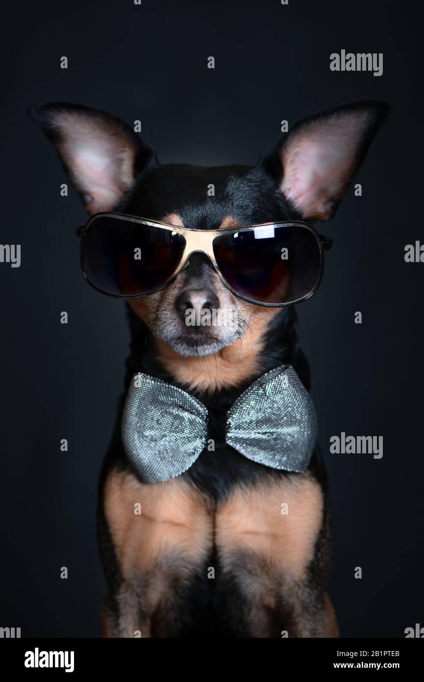 Cane di lusso, con occhiali scuri e un arco cravatta su uno sfondo nero, concept persone in nero, Signore, persona importante Foto Stock