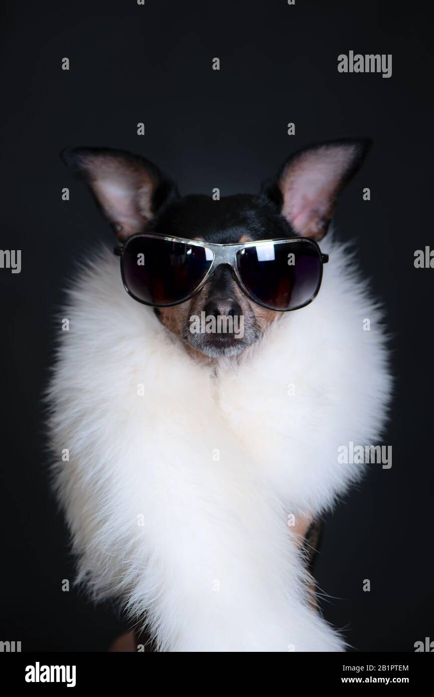 Il cane è lussuoso, con vetri neri e boa bianco su sfondo nero. Cane è un cane shopaholic e alla moda. Concetto di acquisto, sconti, negozi Foto Stock