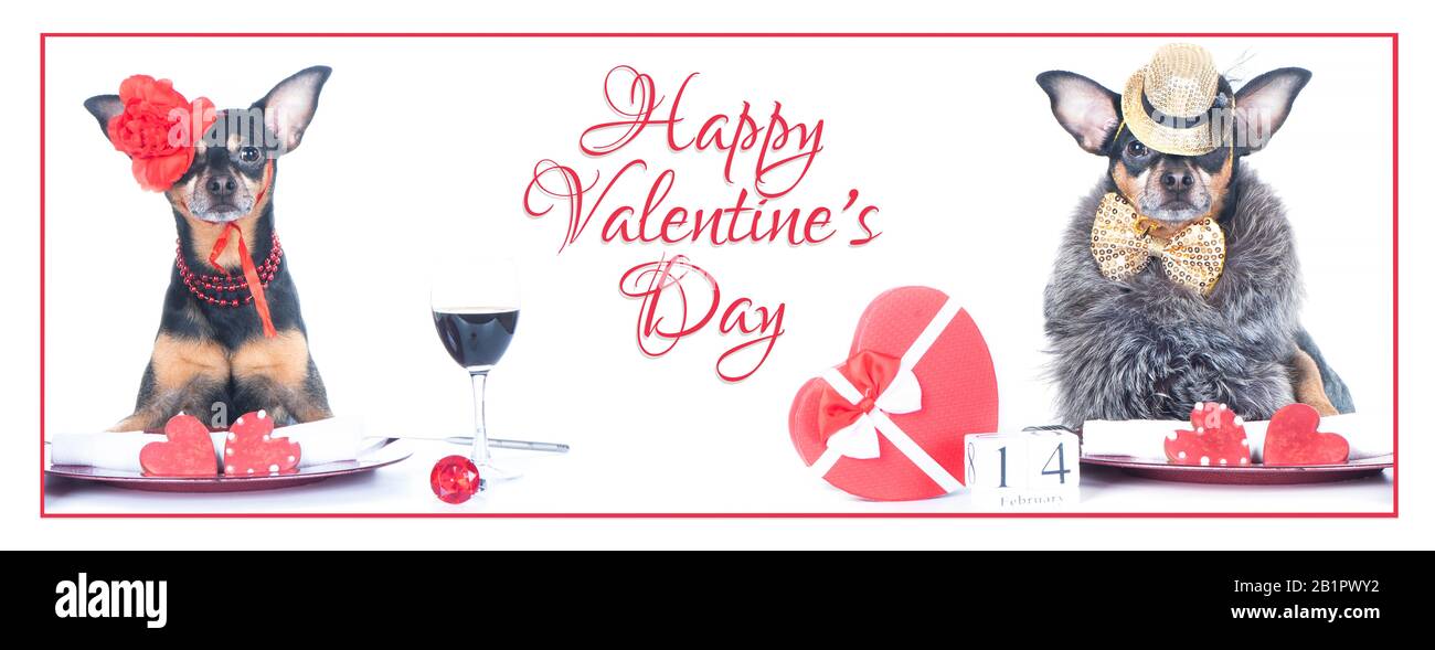 Una lussuosa coppia di due cani è seduta al tavolo. Tema San Valentino. Coppia amorevole in un ristorante. Banner Isolato con l'iscrizione Foto Stock