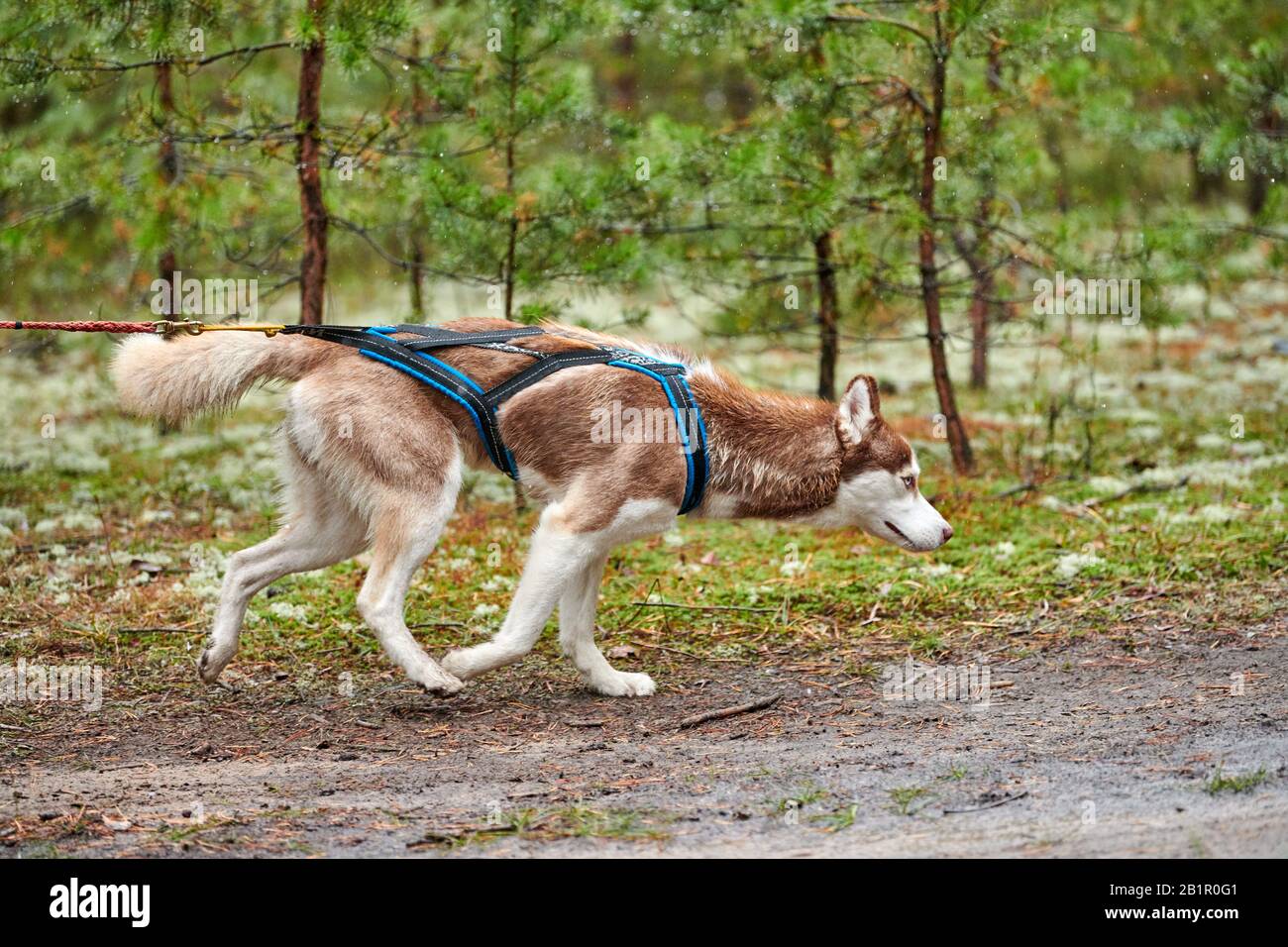 Corsa di corsa con cani da slitta con dryland da cross country. Husky slitta cane tirare una bicicletta con cane musher. Concorso autunnale. Foto Stock