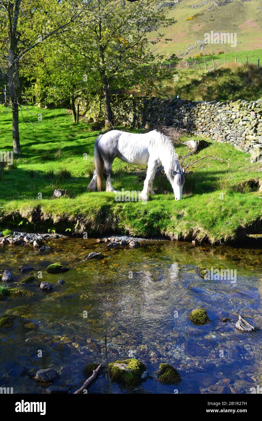 Cavallo bianco vicino a Buttermere che sembra mitico unicorno Foto Stock