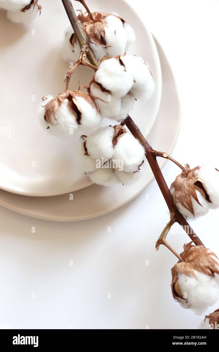 Pianta Di Cotone Essiccato Su Eleganti Piastre In Ceramica. Cucina Interni Decor Con Cotone Morbido E Beffa Artigianale. Foto Stock