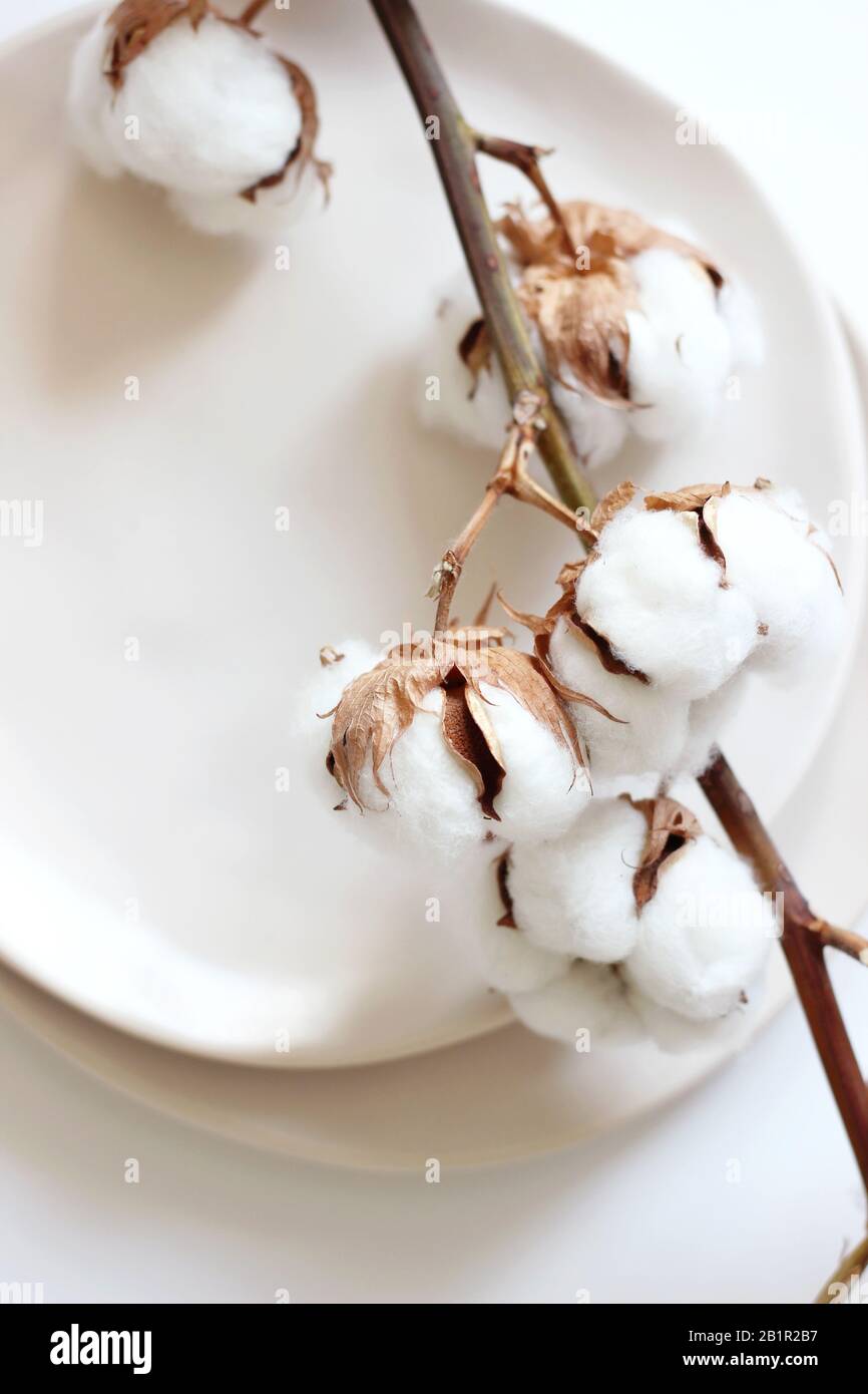 Pianta Di Cotone Essiccato Su Eleganti Piastre In Ceramica. Cucina Interni Decor Con Cotone Morbido E Beffa Artigianale. Foto Stock